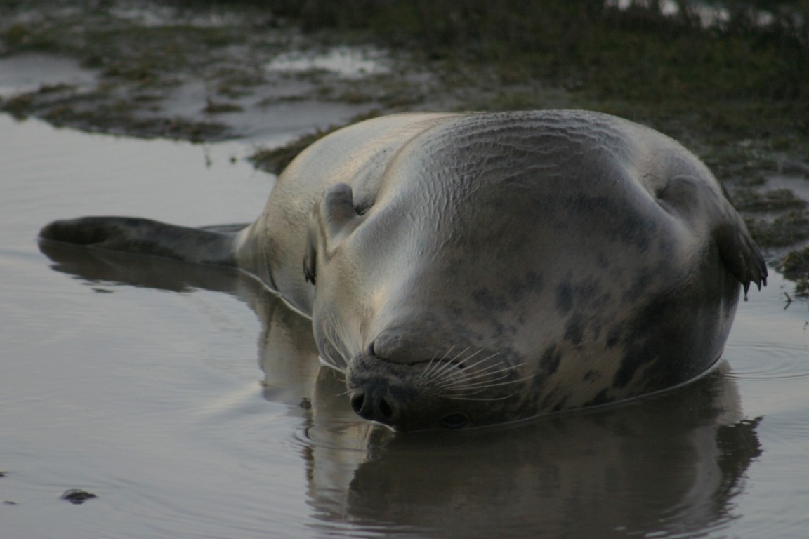 Wallowing Seal